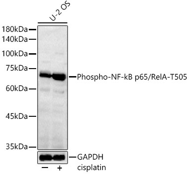 Phospho-NF-kB p65/RelA-T505 Rabbit Polyclonal Antibody