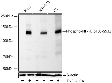 Phospho-NF-?B p105-S932 Rabbit Monoclonal Antibody