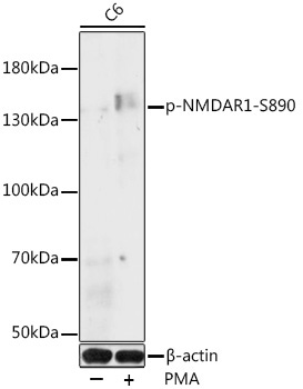 Phospho-NMDAR1-S890 Rabbit Polyclonal Antibody