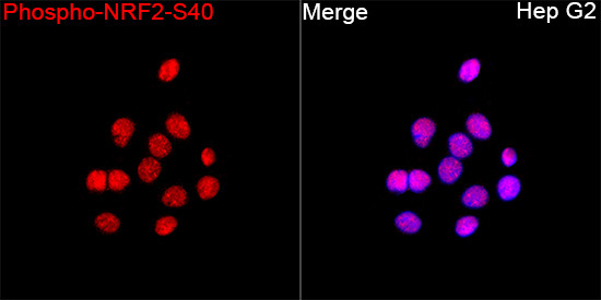 Phospho-NRF2-S40 Rabbit Polyclonal Antibody