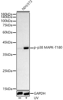 Phospho-p38 MAPK-T180 Rabbit Polyclonal Antibody