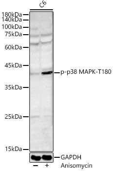 Phospho-p38 MAPK-T180 Rabbit Polyclonal Antibody - Image 2