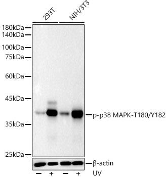 Phospho-p38 MAPK-T180/Y182 Rabbit Monoclonal Antibody