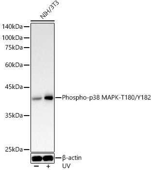 Phospho-p38 MAPK-T180/Y182 Rabbit Polyclonal Antibody - Image 2