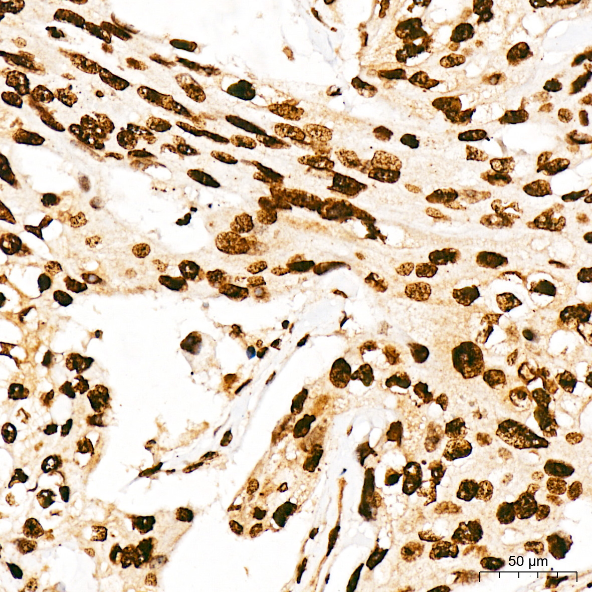 Phospho-p38 MAPK-T180/Y182 Rabbit Polyclonal Antibody - Image 4