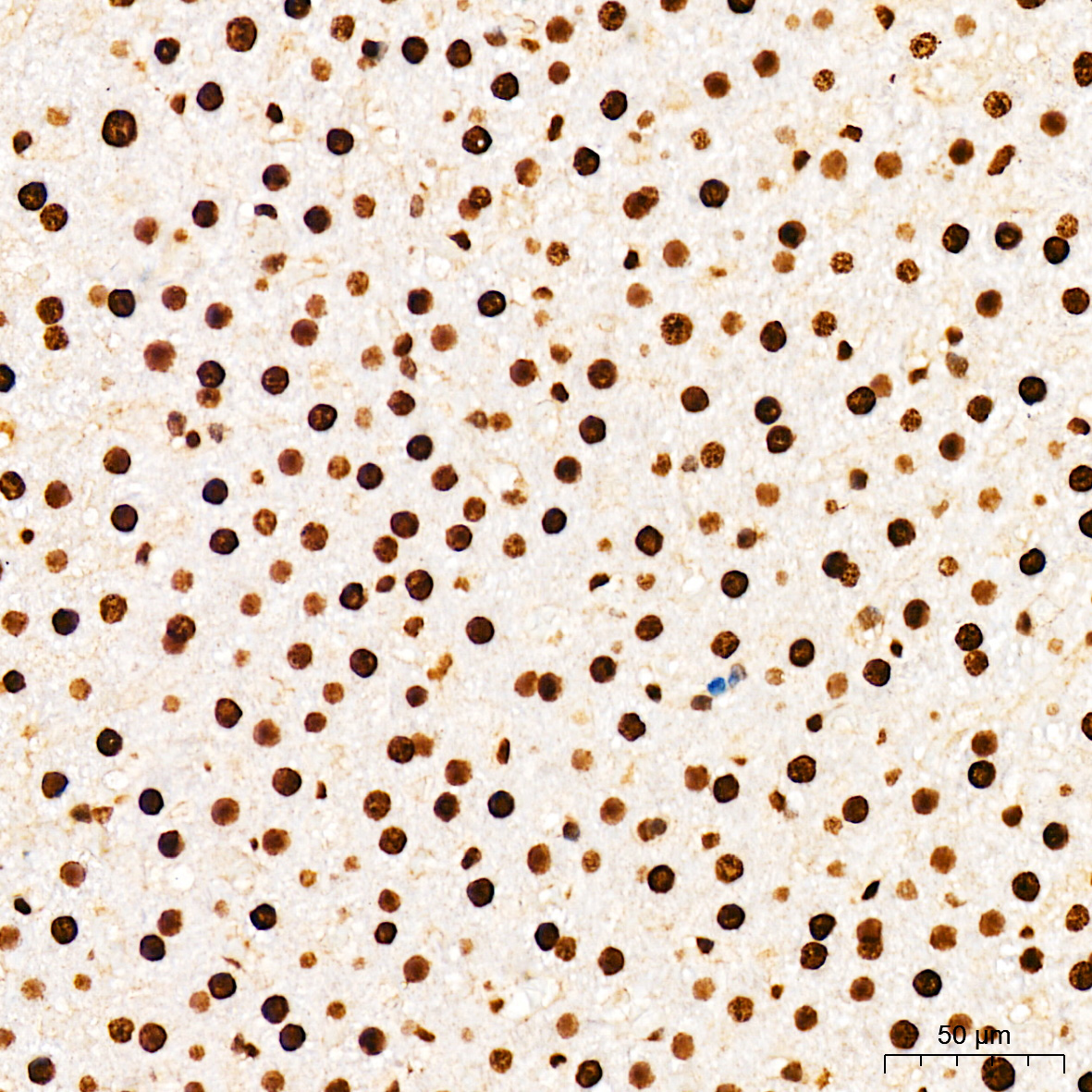 Phospho-p38 MAPK-T180/Y182 Rabbit Polyclonal Antibody - Image 5