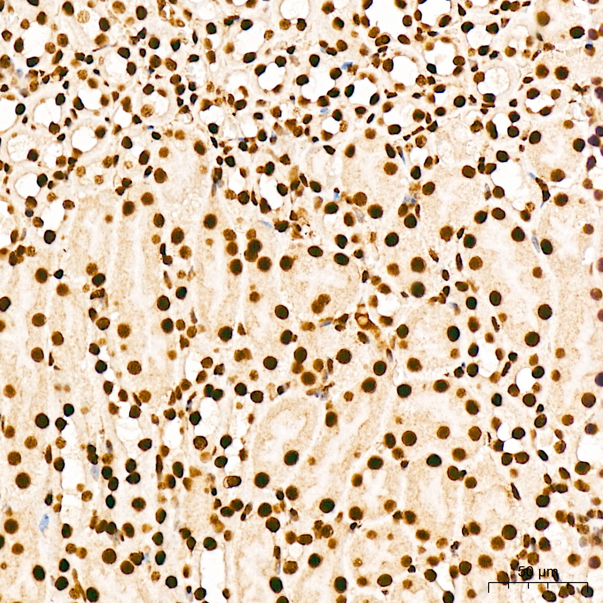 Phospho-p38 MAPK-T180/Y182 Rabbit Polyclonal Antibody - Image 6
