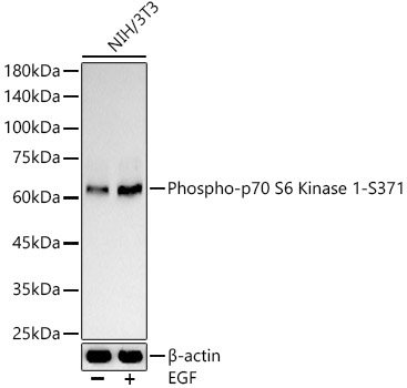 Phospho-p70 S6 Kinase 1-S371 Rabbit Polyclonal Antibody