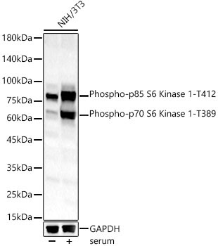 Phospho-p70 S6 Kinase 1-T389 Rabbit Polyclonal Antibody