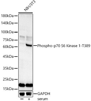 Phospho-p70 S6 Kinase 1-T389 Rabbit Polyclonal Antibody
