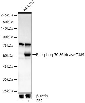 Phospho-p70 S6 kinase-T389 Rabbit Monoclonal Antibody