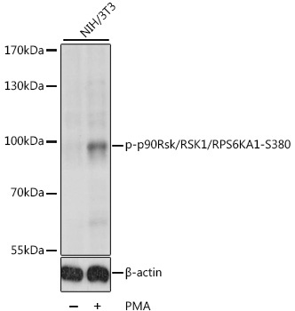 Phospho-p90Rsk/RSK1/RPS6KA1-S380 Rabbit Polyclonal Antibody - Image 2
