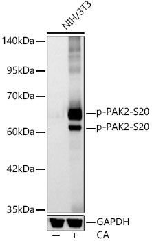 Phospho-PAK2-S20 Rabbit Monoclonal Antibody