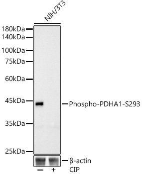 Phospho-PDHA1-S293 Rabbit Monoclonal Antibody - Image 2