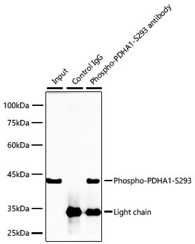 Phospho-PDHA1-S293 Rabbit Monoclonal Antibody - Image 4
