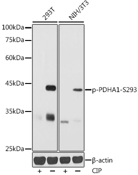 Phospho-PDHA1-S293 Rabbit Polyclonal Antibody