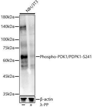Phospho-PDK1/PDPK1-S241 Rabbit Polyclonal Antibody