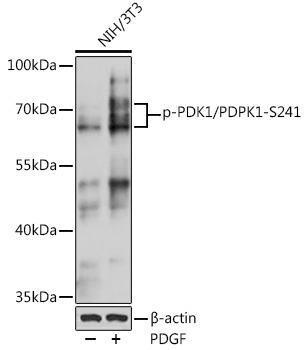 Phospho-PDK1/PDPK1-S241 Rabbit Polyclonal Antibody