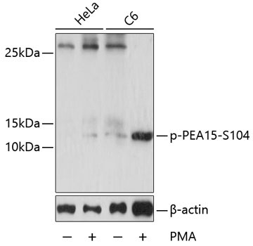 Phospho-PEA15-S104 Rabbit Polyclonal Antibody