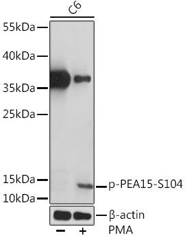 Phospho-PEA15-S104 Rabbit Polyclonal Antibody