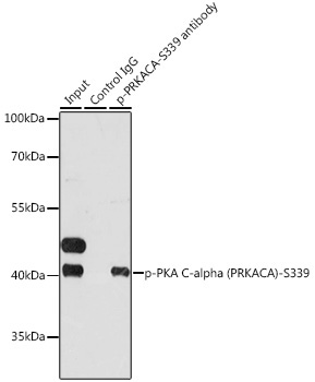 Phospho-PKA C-alpha (PRKACA)-S339 Rabbit Polyclonal Antibody - Image 2