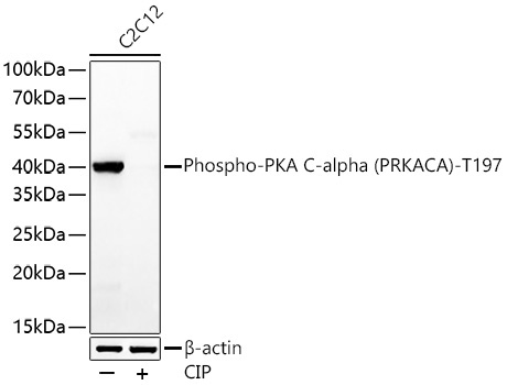 Phospho-PKA C-alpha (PRKACA)-T197 Rabbit Polyclonal Antibody