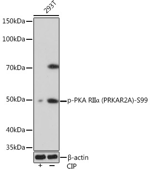 Phospho-PKA RIIAlpha (PRKAR2A)-S99 Rabbit Monoclonal Antibody