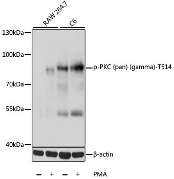 Phospho-PKC (pan) (gamma)-T514 Rabbit Polyclonal Antibody