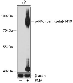 Phospho-PKC (pan) (zeta)-T410 Rabbit Polyclonal Antibody