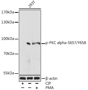 Phospho-PKC alpha-S657/Y658 Rabbit Polyclonal Antibody