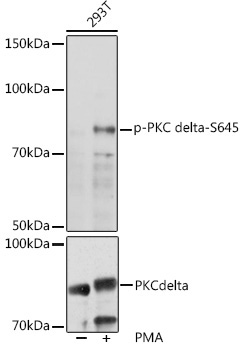 Phospho-PKC delta-S645 Rabbit Polyclonal Antibody
