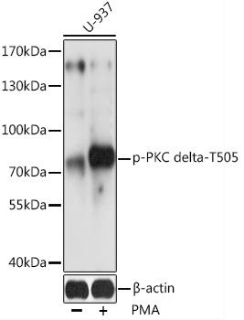 Phospho-PKC delta-T505 Rabbit Polyclonal Antibody