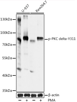 Phospho-PKC delta-Y311 Rabbit Polyclonal Antibody