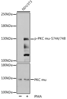 Phospho-PKC mu-S744/748 Rabbit Polyclonal Antibody
