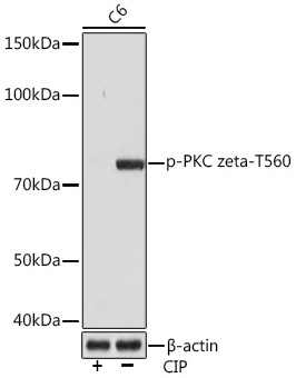 Phospho-PKC zeta-T560 Rabbit Monoclonal Antibody