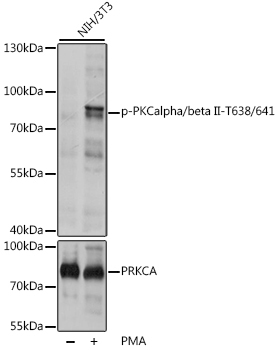 Phospho-PKCalpha/beta II-T638/641 Rabbit Polyclonal Antibody