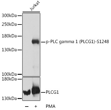 Phospho-PLC gamma 1 (PLCG1)-S1248 Rabbit Polyclonal Antibody