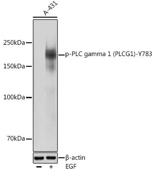 Phospho-PLC gamma 1 (PLCG1)-Y783 Rabbit Polyclonal Antibody