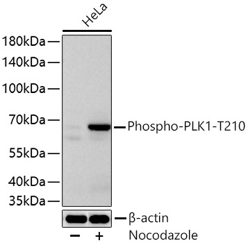 Phospho-PLK1-T210 Rabbit Monoclonal Antibody