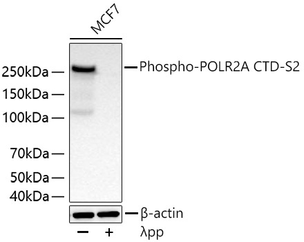 Phospho-POLR2A CTD-S2 Rabbit Monoclonal Antibody