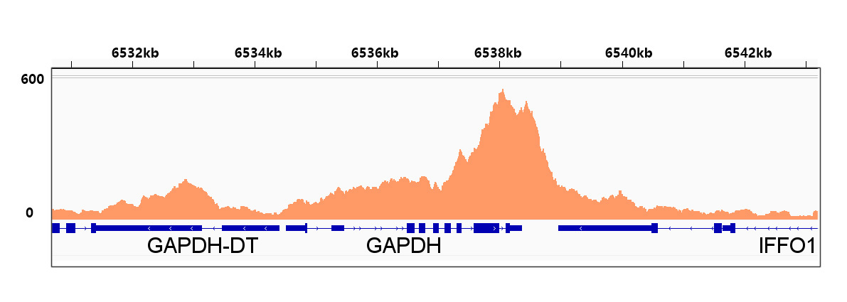 Phospho-POLR2A CTD-S2 Rabbit Monoclonal Antibody - Image 4