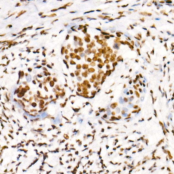Phospho-POLR2A CTD-S2 Rabbit Monoclonal Antibody - Image 9
