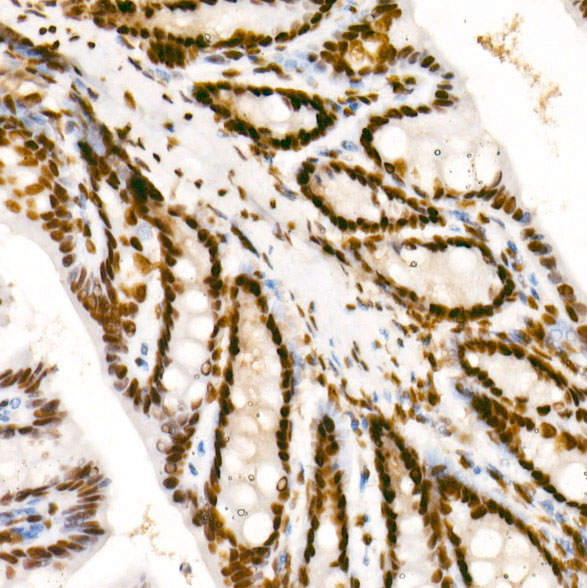 Phospho-POLR2A CTD-S2 Rabbit Monoclonal Antibody - Image 10