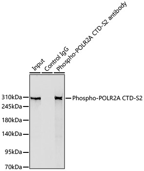 Phospho-POLR2A CTD-S2 Rabbit Monoclonal Antibody - Image 15