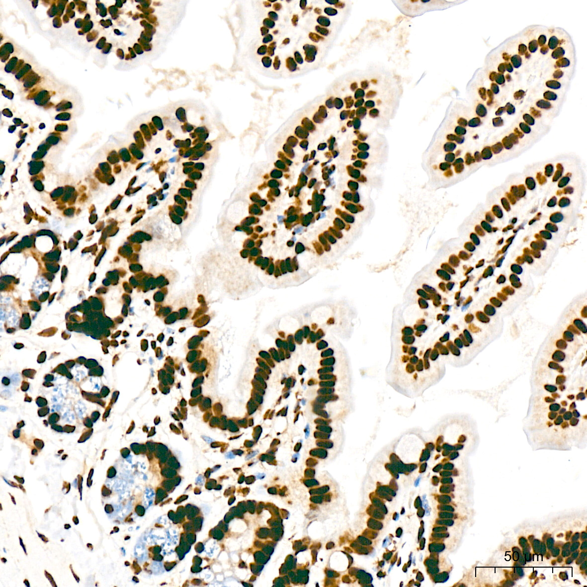 Phospho-POLR2A CTD-S5 Rabbit Monoclonal Antibody - Image 8