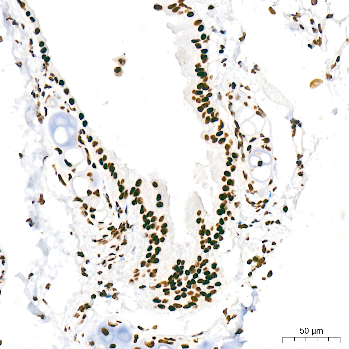 Phospho-POLR2A CTD-S5 Rabbit Monoclonal Antibody - Image 11