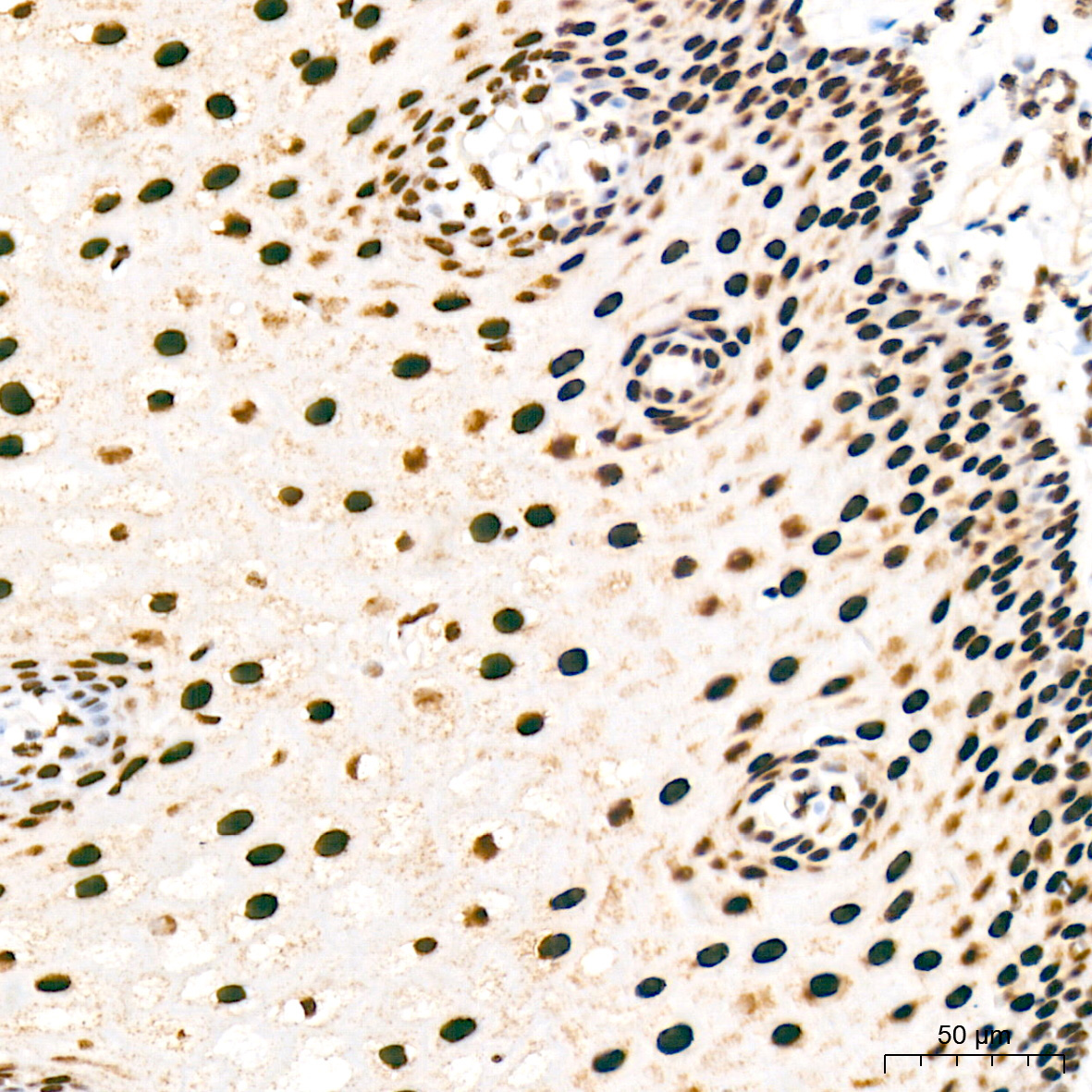 Phospho-POLR2A CTD-S5 Rabbit Monoclonal Antibody - Image 13