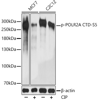 Phospho-POLR2A CTD-S5 Rabbit Polyclonal Antibody