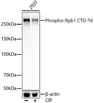 Phospho-POLR2A-T4 Monoclonal Antibody
