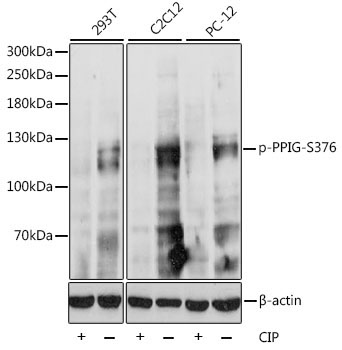 Phospho-PPIG-S376 Rabbit Polyclonal Antibody